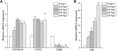 Metamifop as an estrogen-like chemical affects the pituitary-hypothalamic-gonadal (HPG) axis of female rice field eels (Monopterus albus)